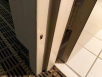Cockroaches in bathroom door