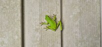 Our friend waited for us at the entrance to the cottage.