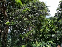 Mango tree and Avocado tree