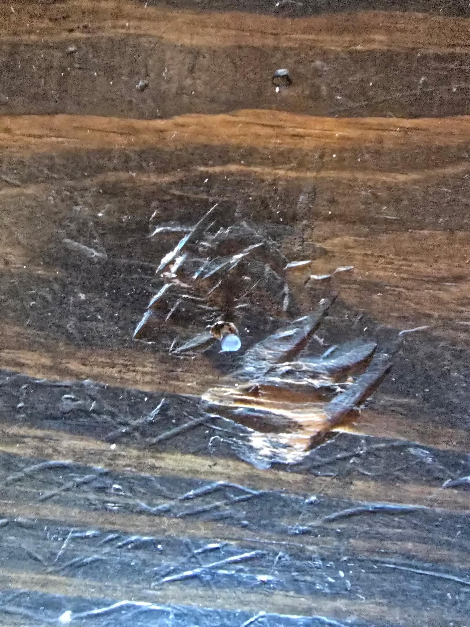 Nailpop on the stairs, have a picture of the other one