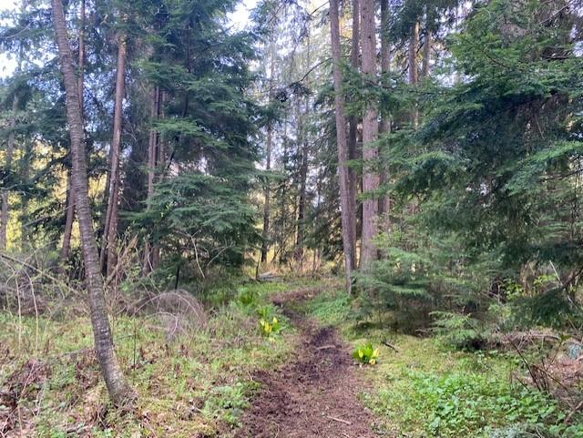 peaceful private forest walk