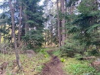 peaceful private forest walk