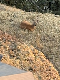 A little friend below our deck nibbling and resting on the bluff