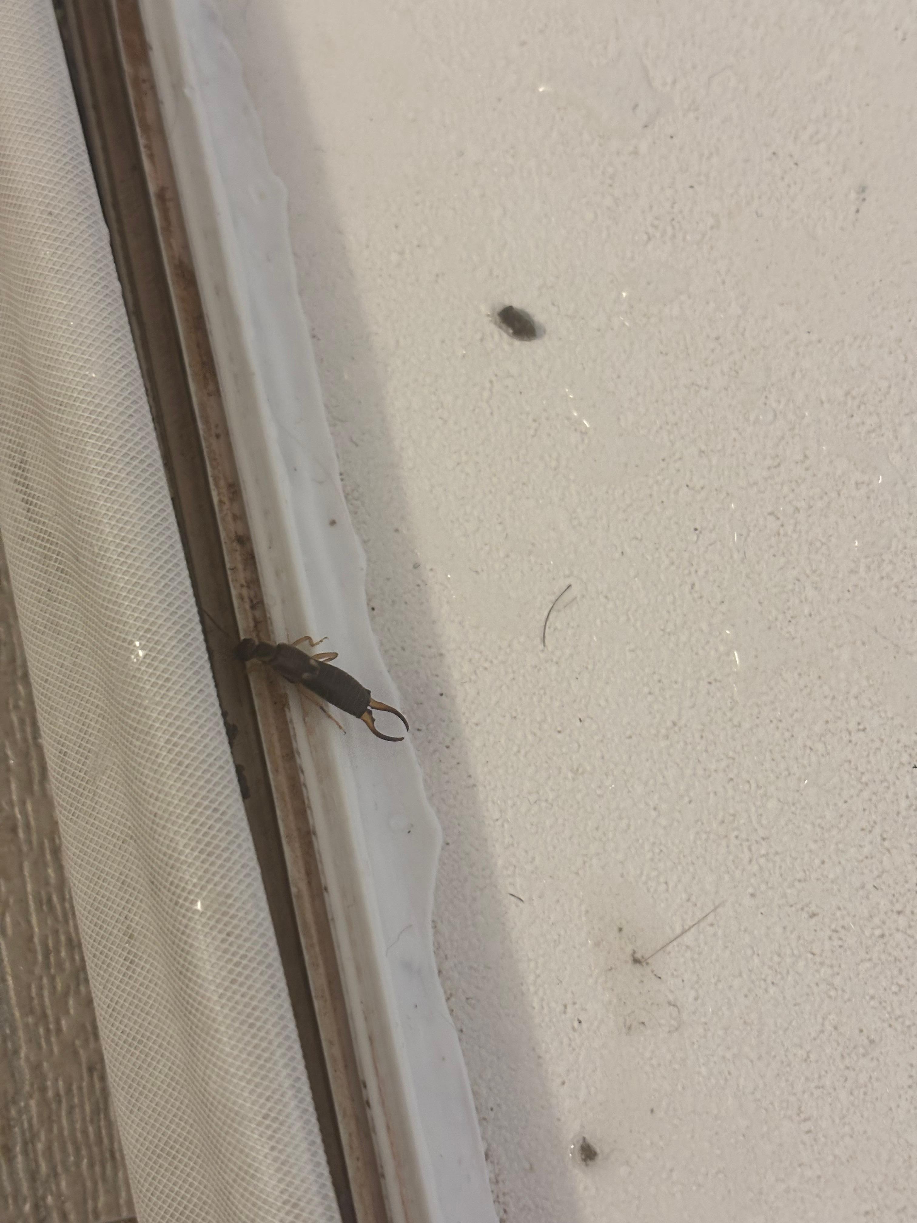 Bug under broken shower trim