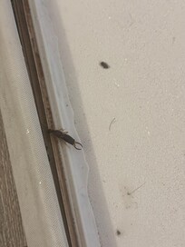 Bug under broken shower trim