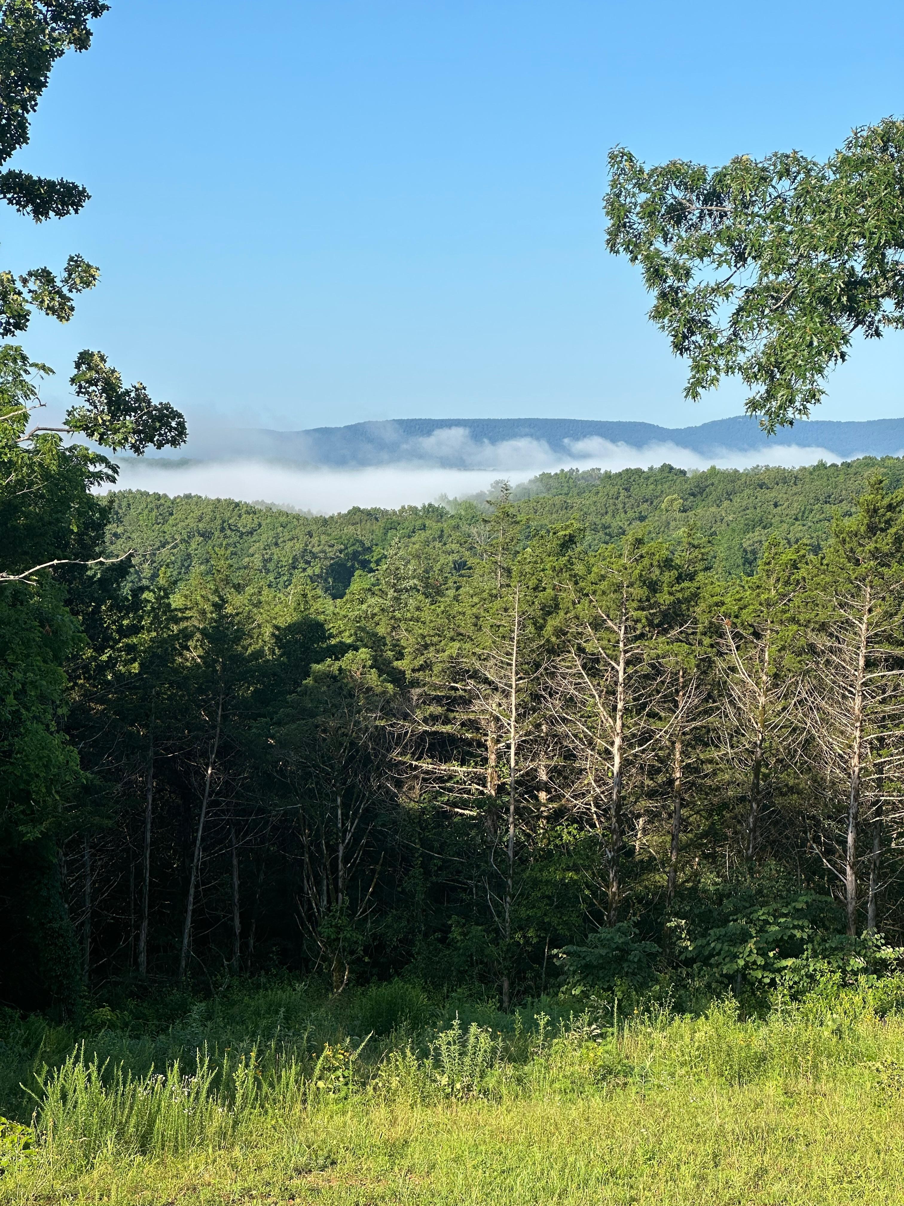 Morning fog on the Buffalo River 