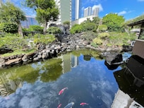 Koi Pond