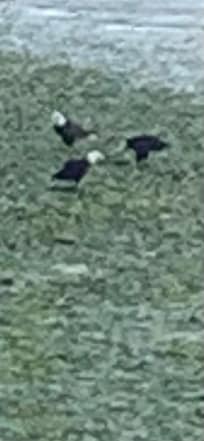 Our morning friends !