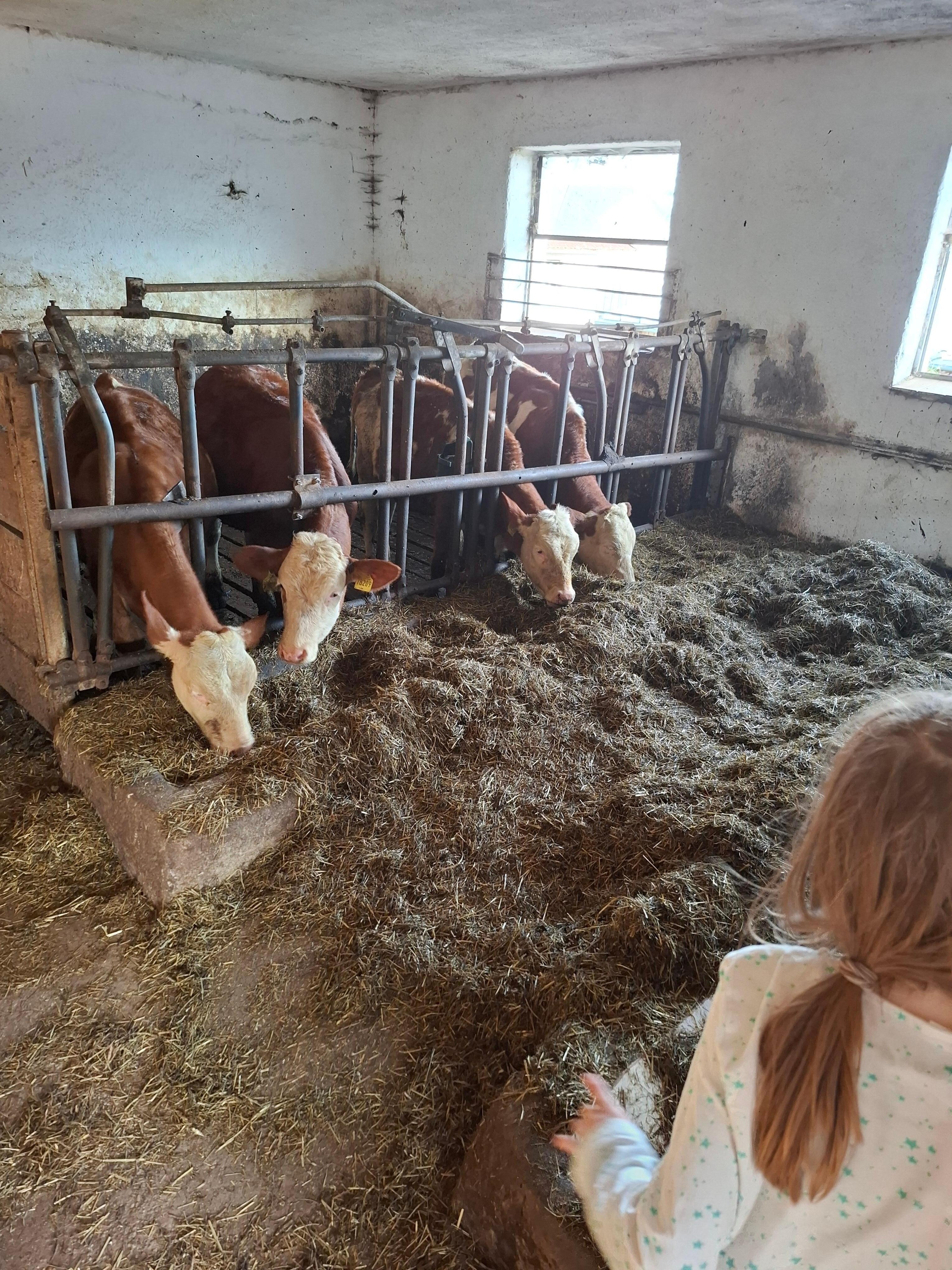 Die Tiere waren zutraulich.