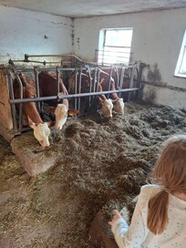 Die Tiere waren zutraulich.