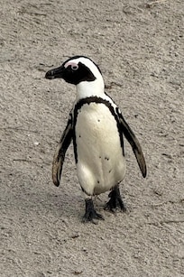 African penguin colony