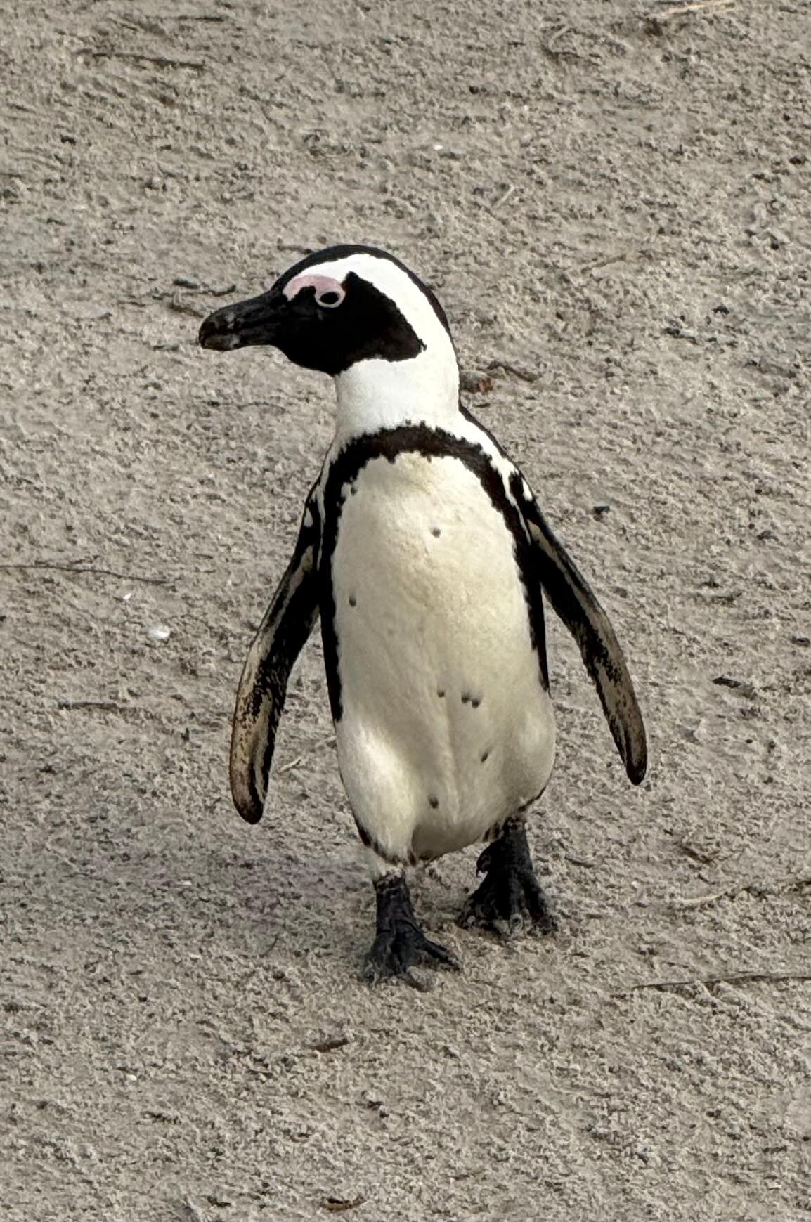 African penguin colony