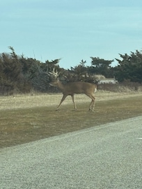 Deer crossing at Jones beach