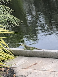 This was the Iguanas walking daily lol they are cute. But I don’t like creepy crawlers