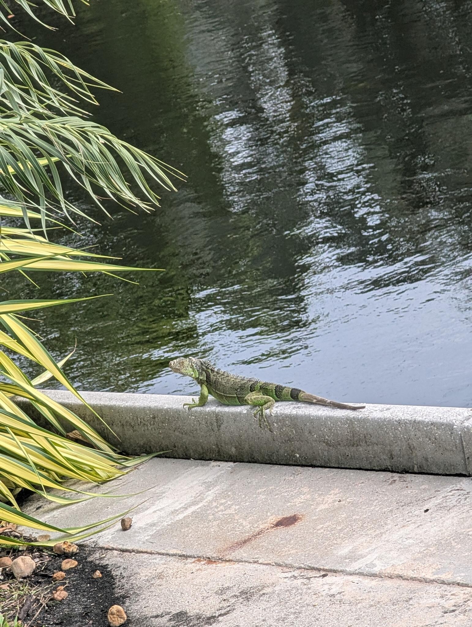This was the Iguanas walking daily lol they are cute. But I don’t like creepy crawlers 