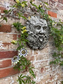 Passion flowers in the garden