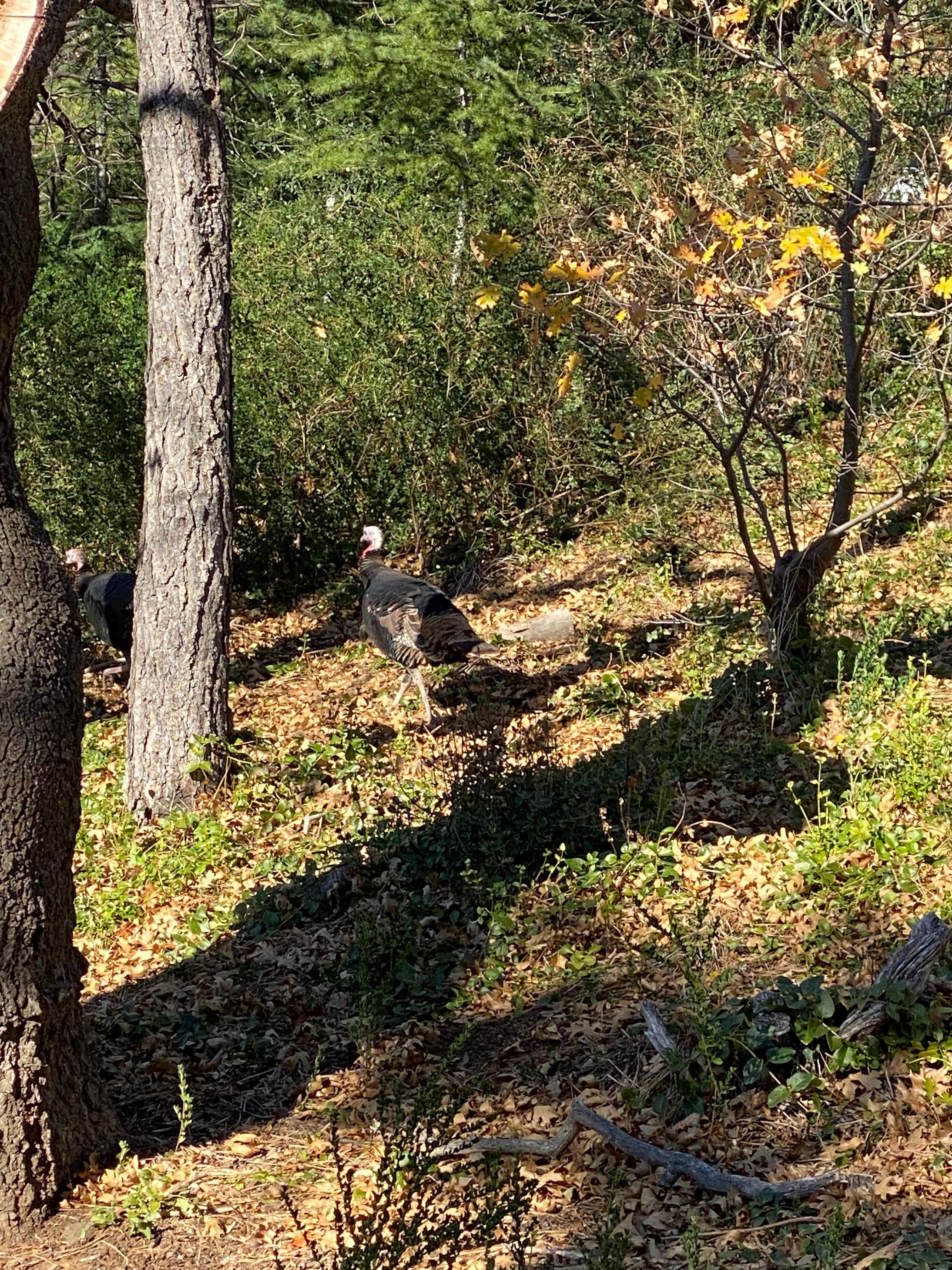 Wild Turkeys 