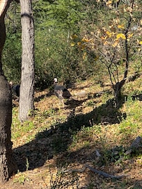 Wild Turkeys