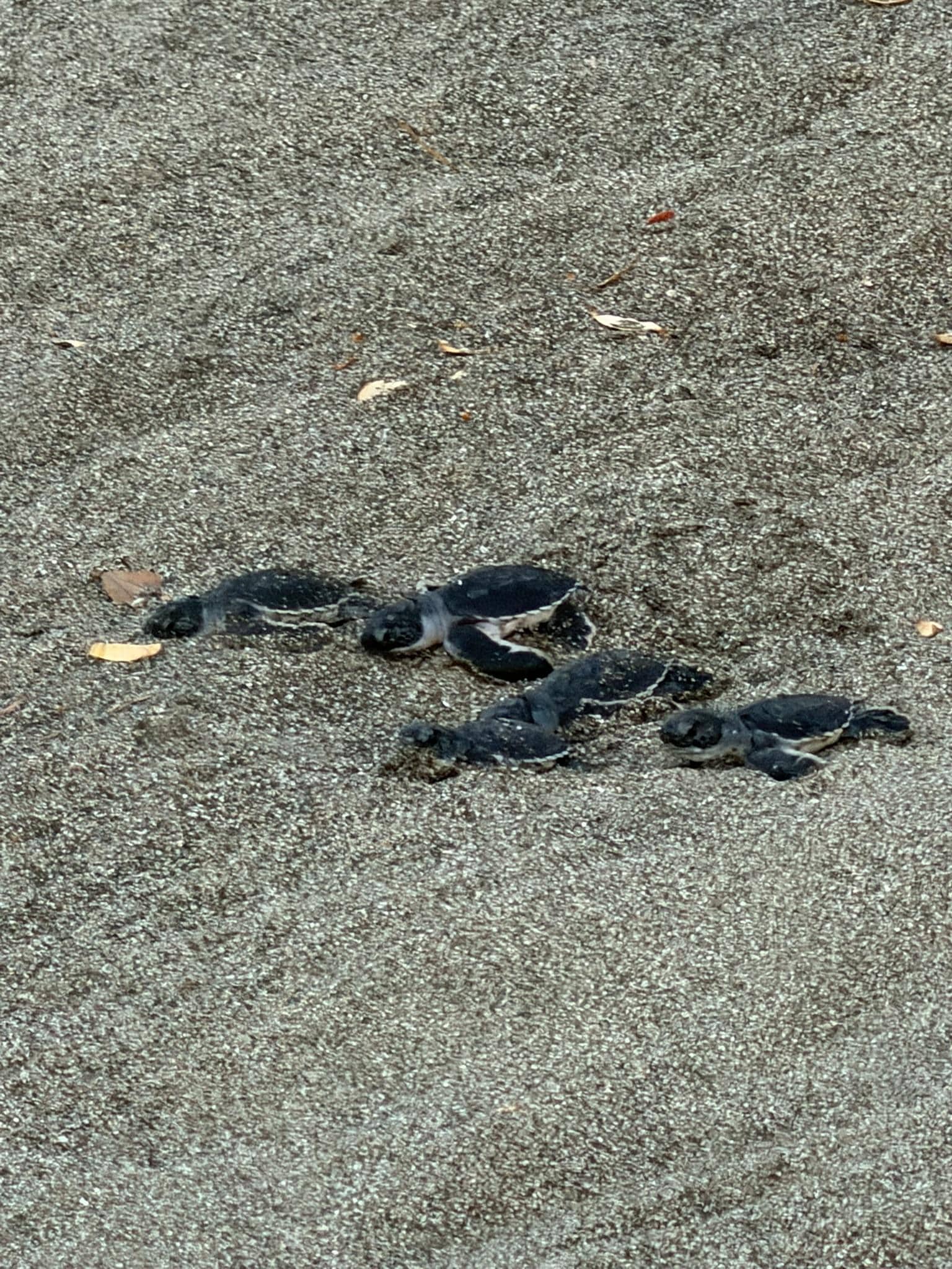 Turtles being released on the beach 