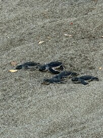 Turtles being released on the beach