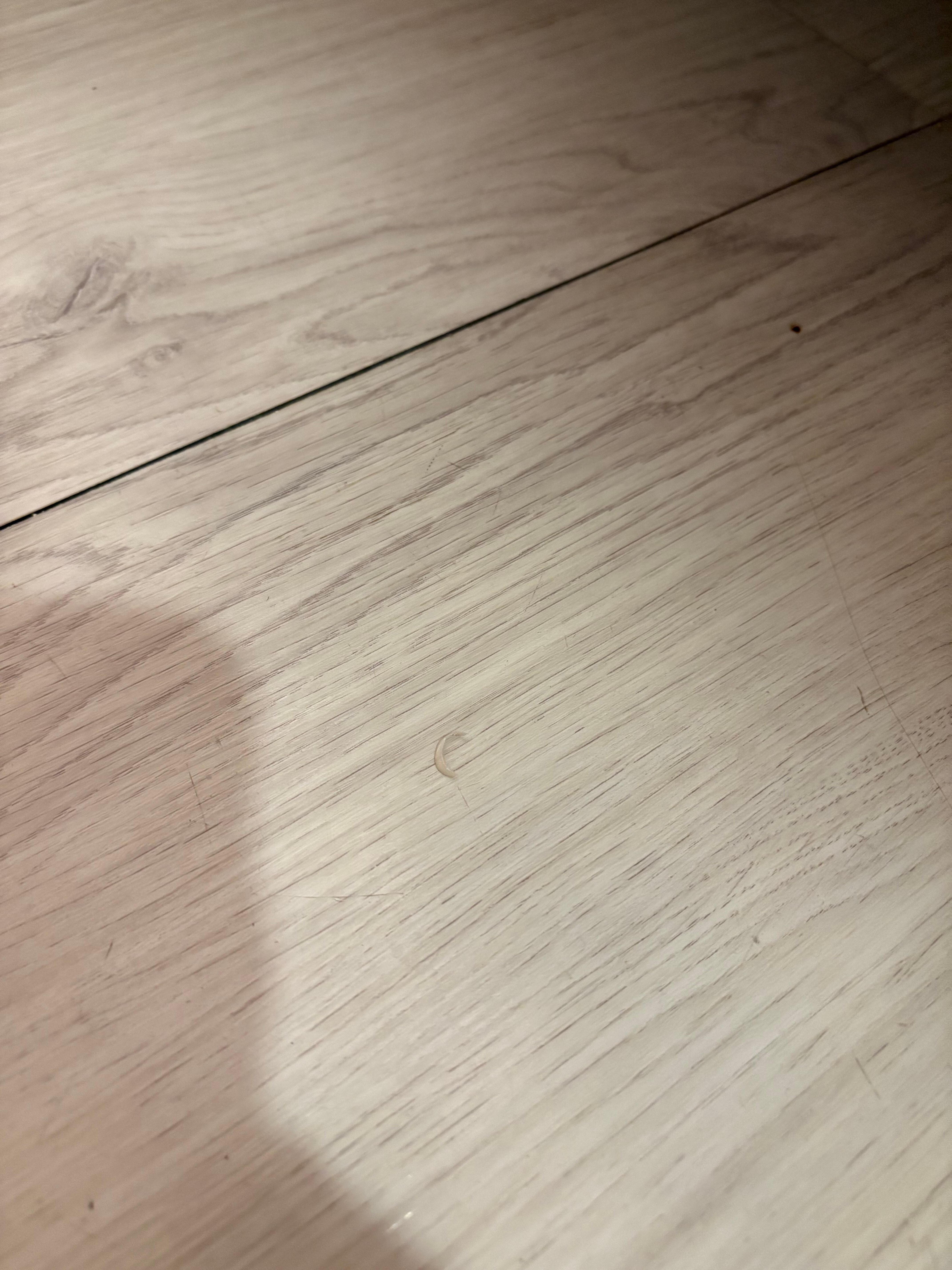 Toenail on the bathroom floor.