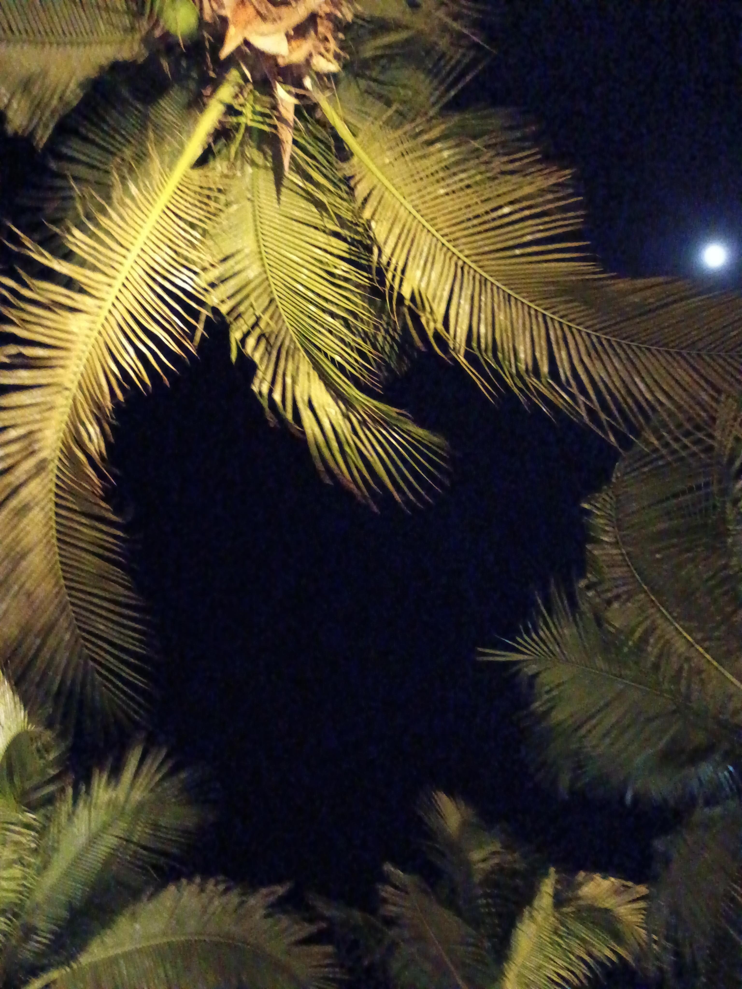 Night time nearly the pool.