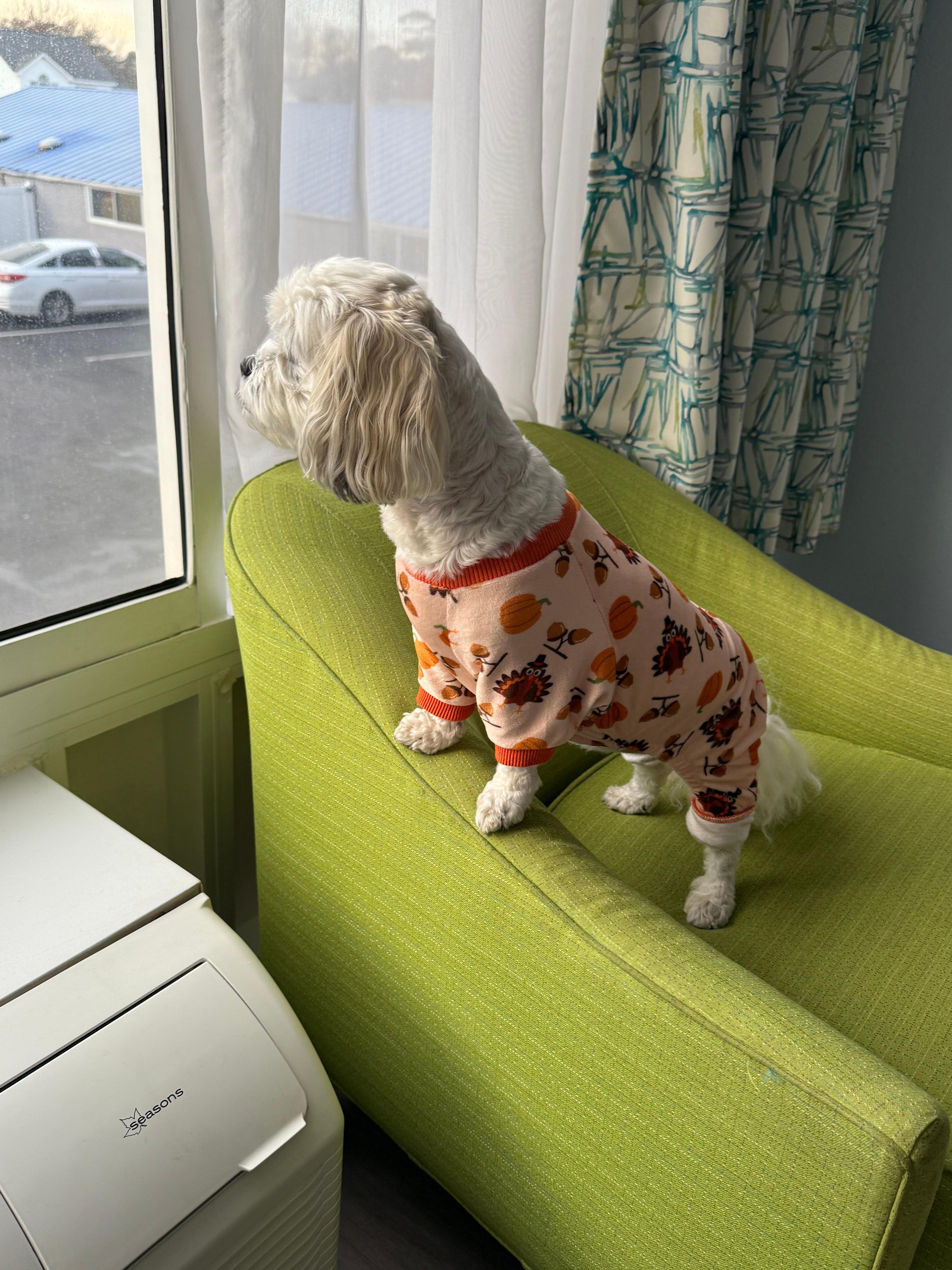 Our fur baby loved being able to look outside.  