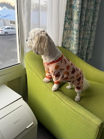 Our fur baby loved being able to look outside.