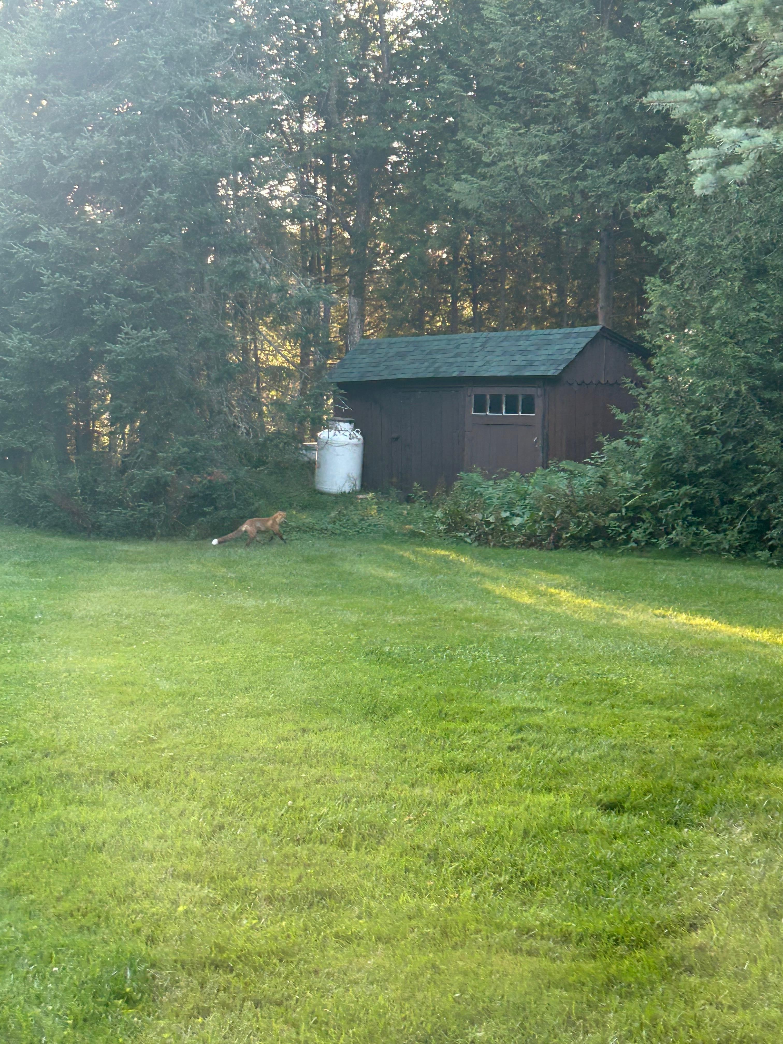 A red fox at sunset saying hi !