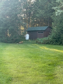A red fox at sunset saying hi !