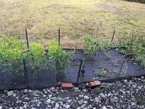 Cute vegetable garden