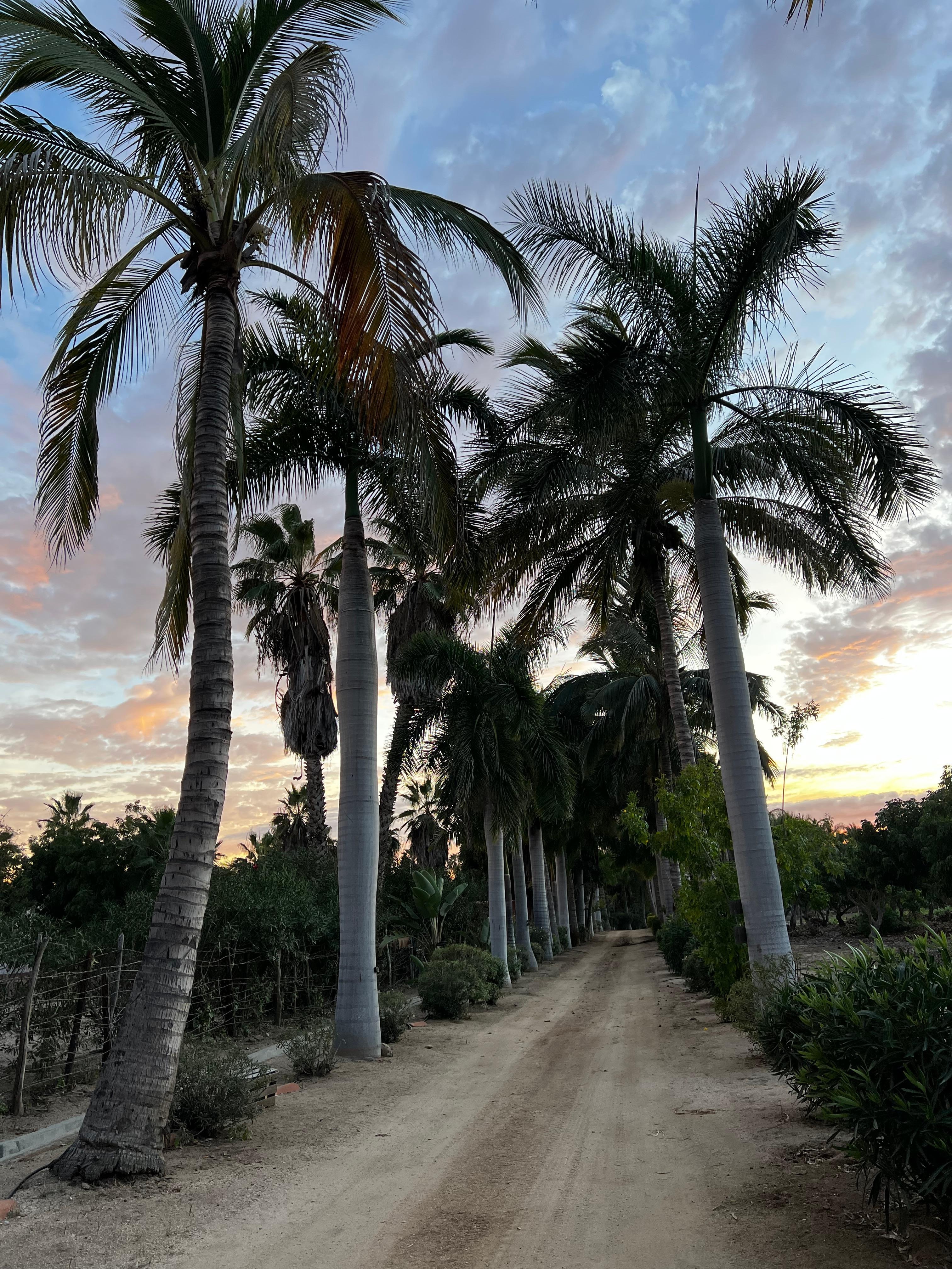 Lots of big palms, lychee trees and some mangos too. 