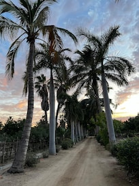 Lots of big palms, lychee trees and some mangos too.