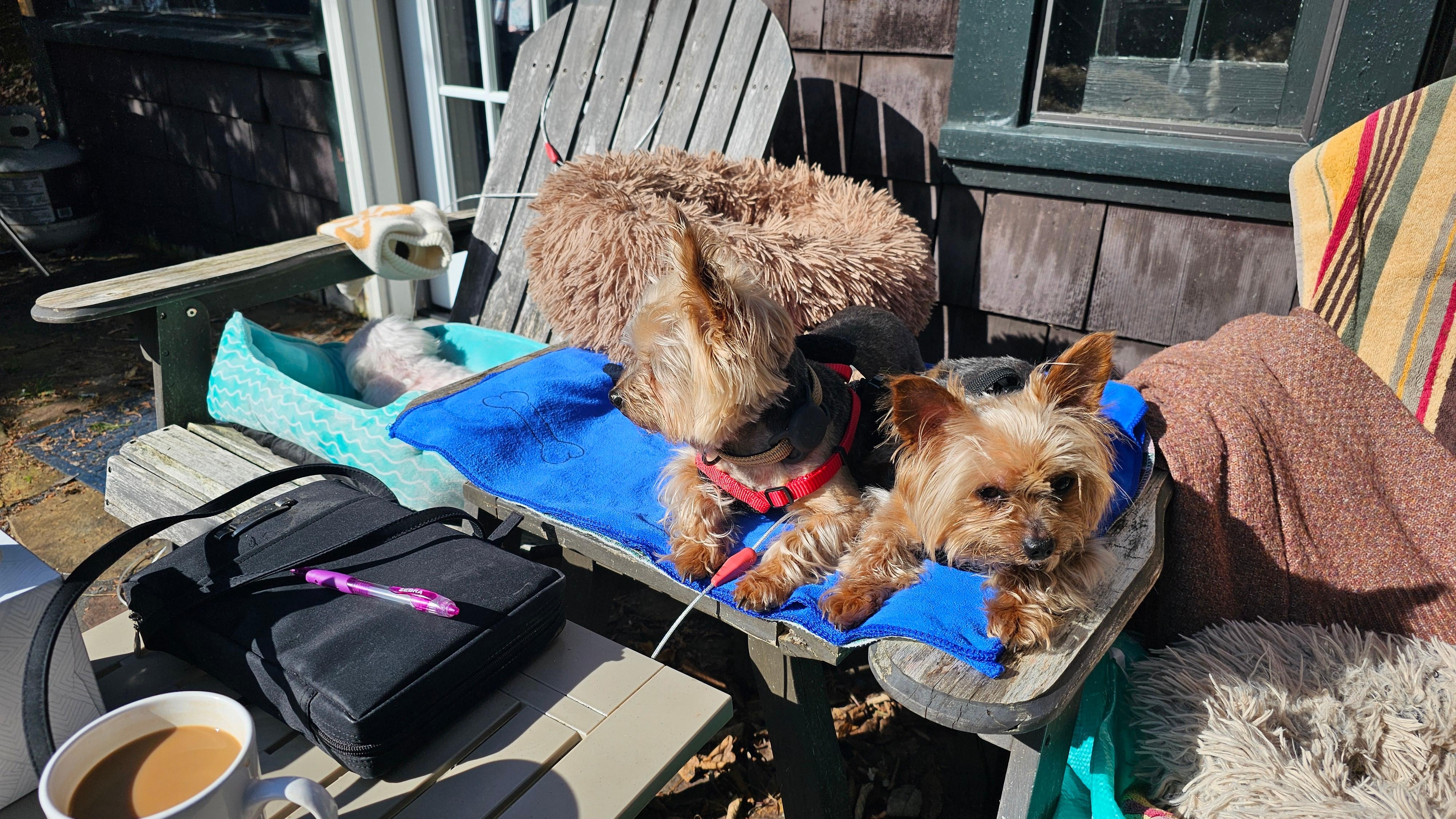 My furbabies enjoying the morning sun.