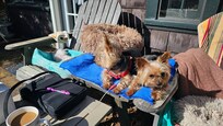 My furbabies enjoying the morning sun.