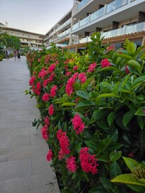 Flowers throughout the resort, grounds beautifully maintained