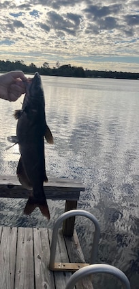 Big catfish