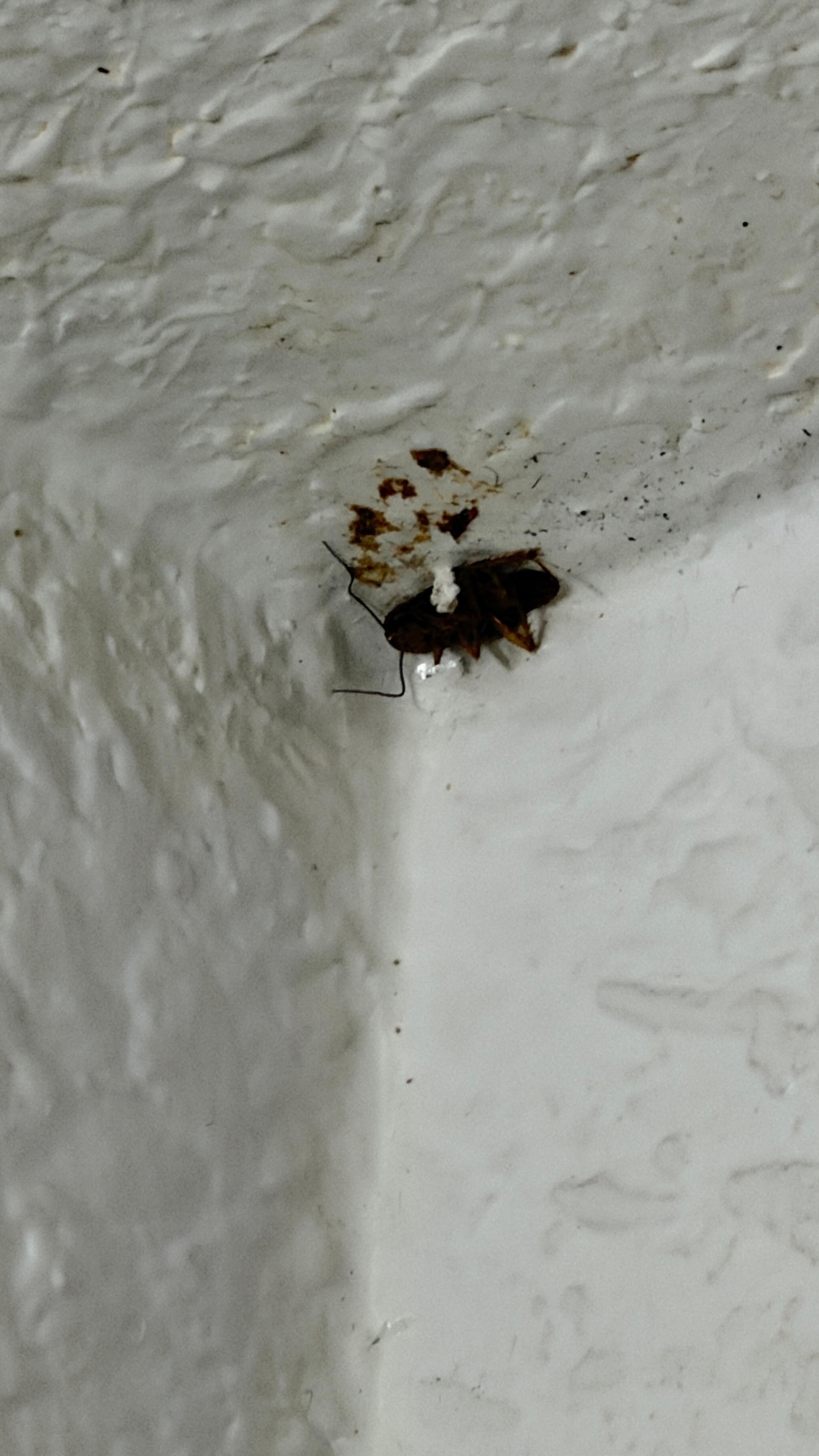 Bugs in the room. Some dead. Some alive