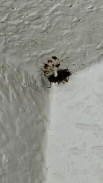 Bugs in the room. Some dead. Some alive