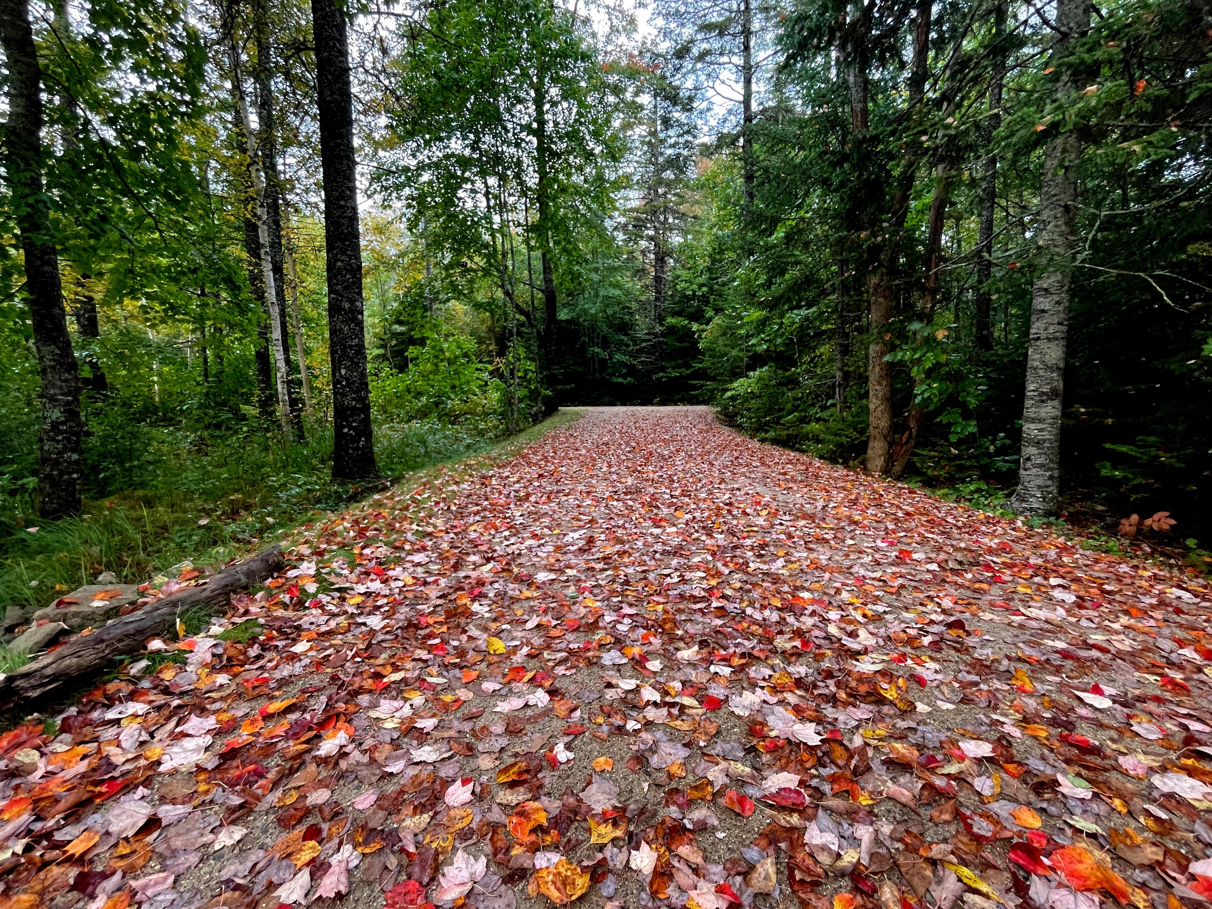 Even the drive in to the property is pretty