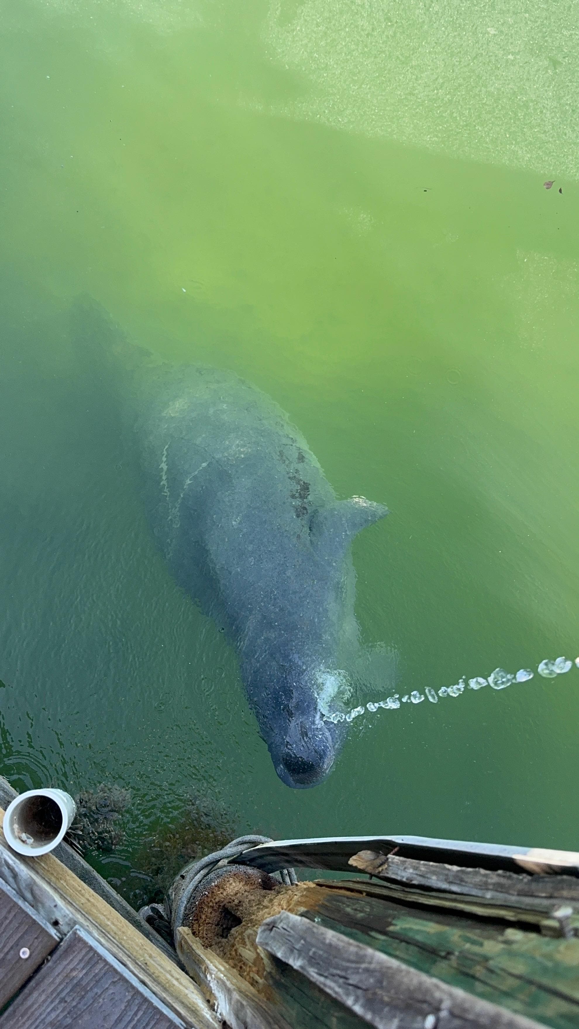 We had two manatees visit and drink water from the hose on the deck.  