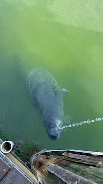 We had two manatees visit and drink water from the hose on the deck.