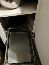 Mouse dropping in kitchen pan.