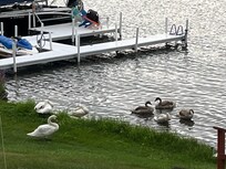 A family of swans stopped by.