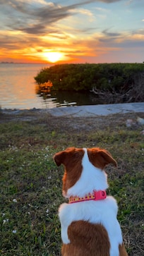 Our dog loving the sunset view