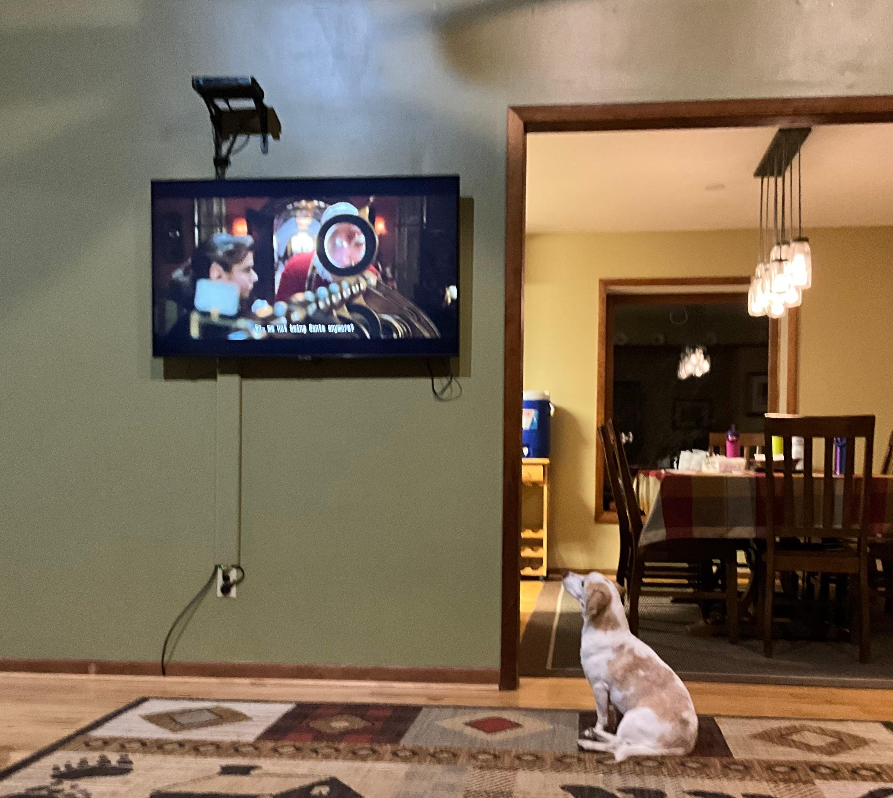 My dog enjoying watching Santa Claus!