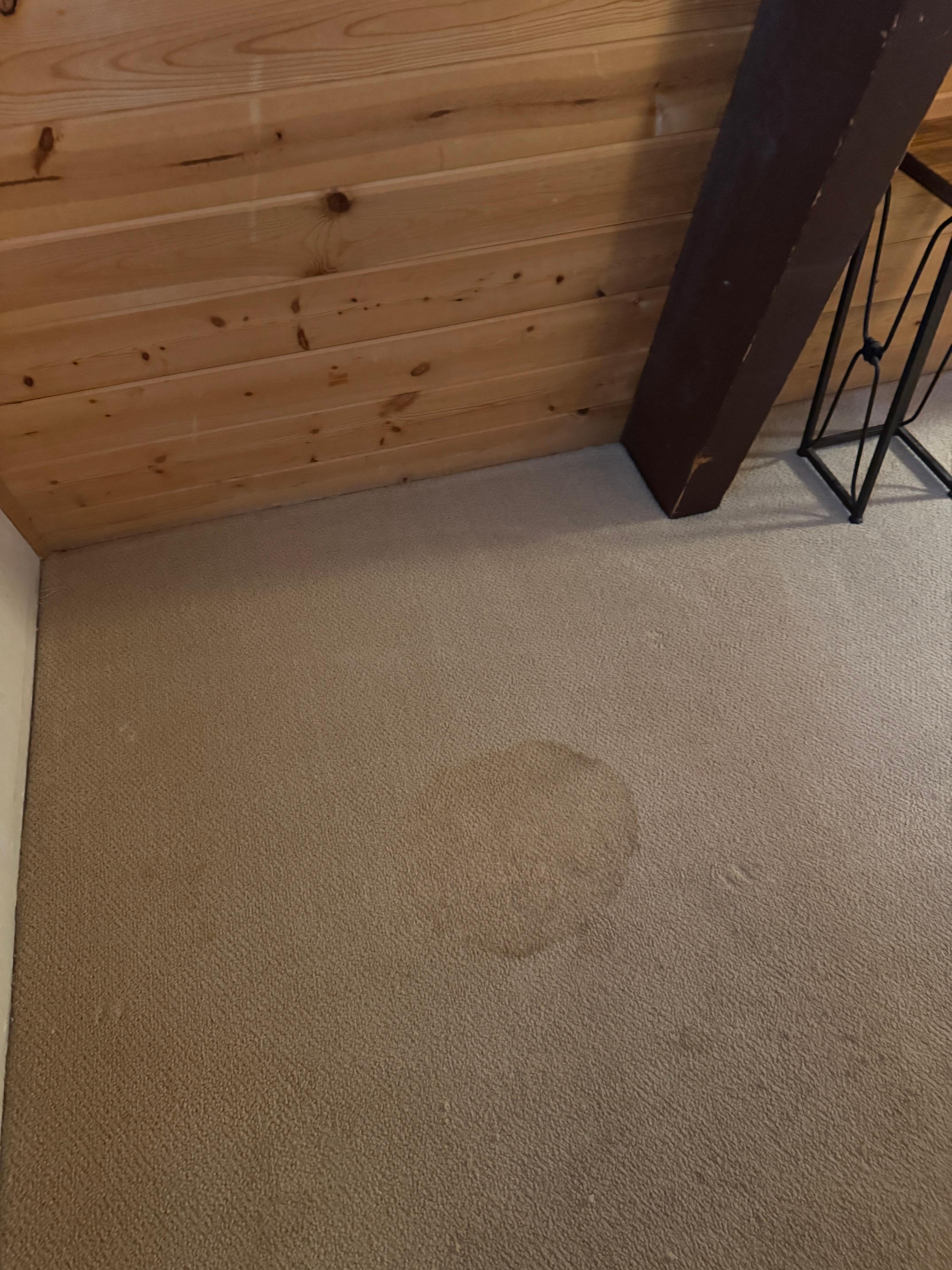 Stained carpets throughout the house. 