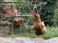 The chickens