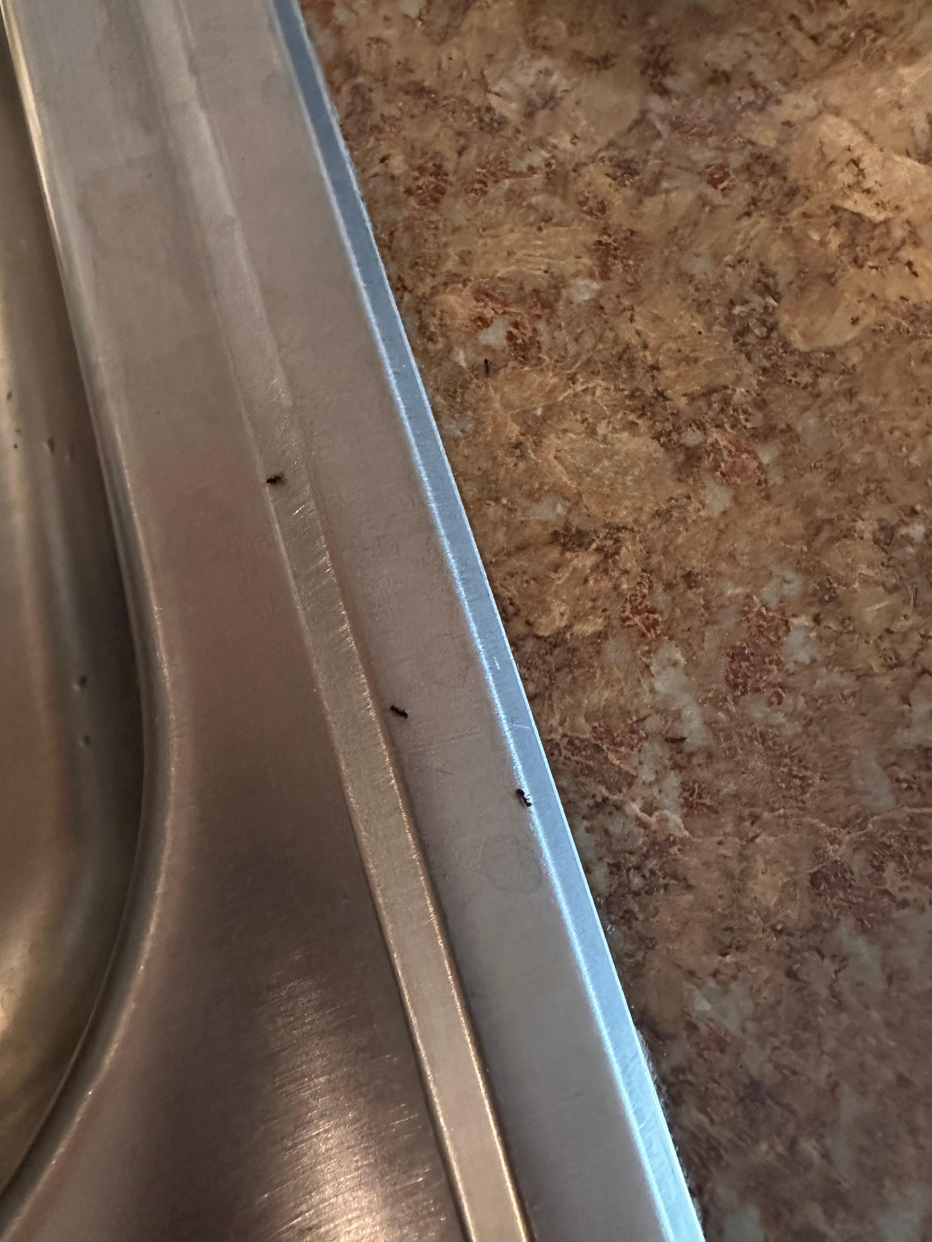 Tiny cute ants