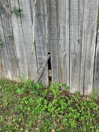 Broken and dilapidated fence in the back yard
